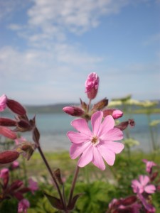 Wild flower at Evie beach, Orkney